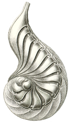 Drawing by Ernst Haeckel